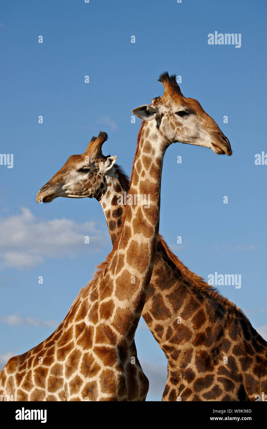Two male Cape giraffe (Giraffa camelopardalis giraffa), Imfolozi Game Reserve, South Africa, Africa Stock Photo