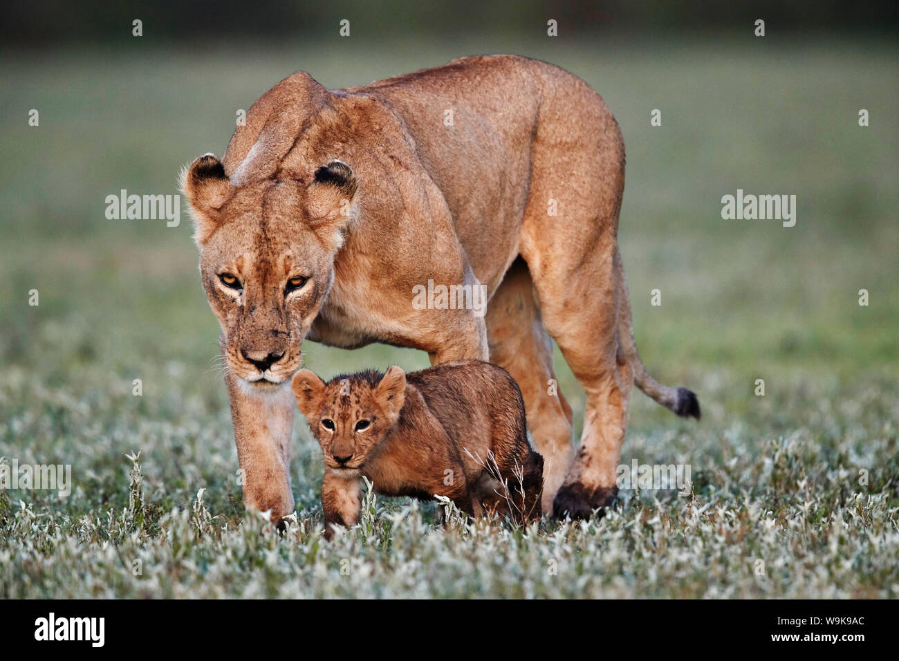 Lion (Panthera leo) cub and its mother, Ngorongoro Crater, Tanzania, East Africa, Africa Stock Photo