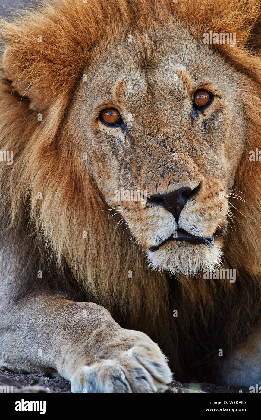 Lion (Panthera leo), Serengeti National Park, Tanzania, East Africa, Africa Stock Photo