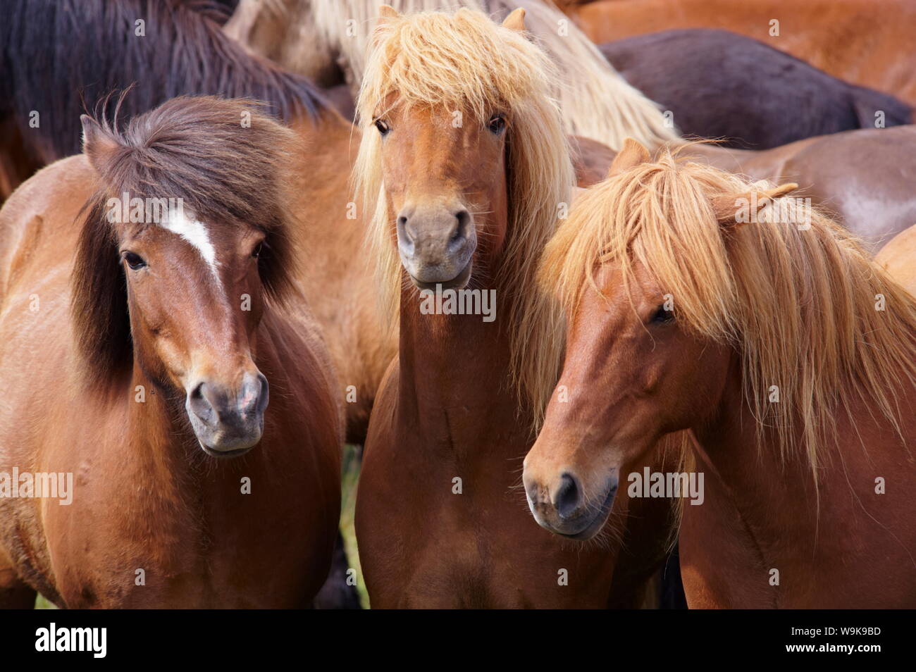 Icelandic horses, near Skogar, South Iceland (Sudurland), Iceland, Polar Regions Stock Photo