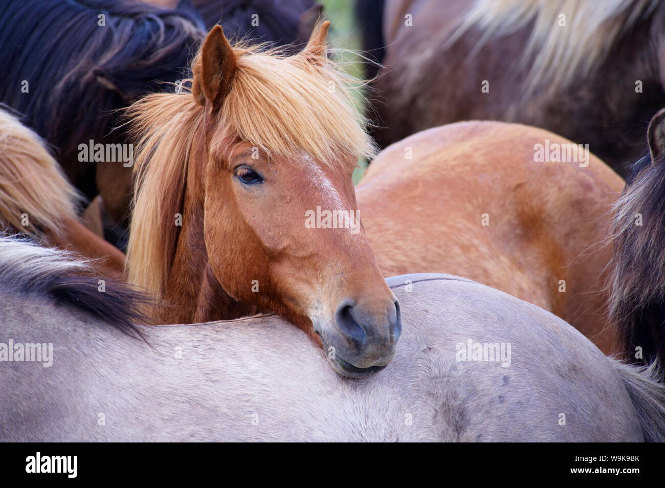 Icelandic horses, near Skogar, South Iceland (Sudurland), Iceland, Polar Regions Stock Photo