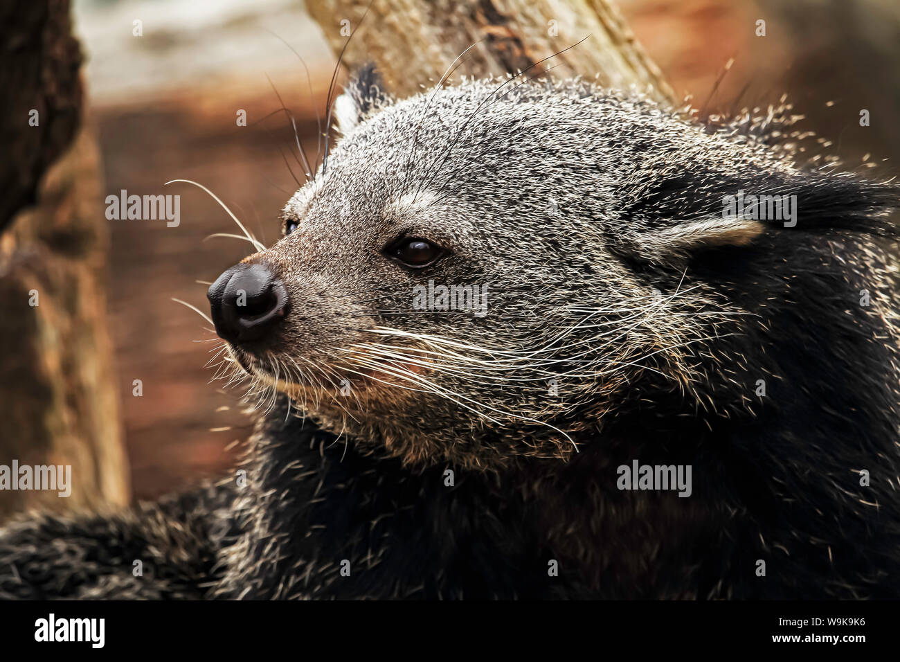 The binturong, also known as bearcat, is a viverrid native to South and Southeast Asia. This image was taken at Longleat Safari Park in the UK. Stock Photo