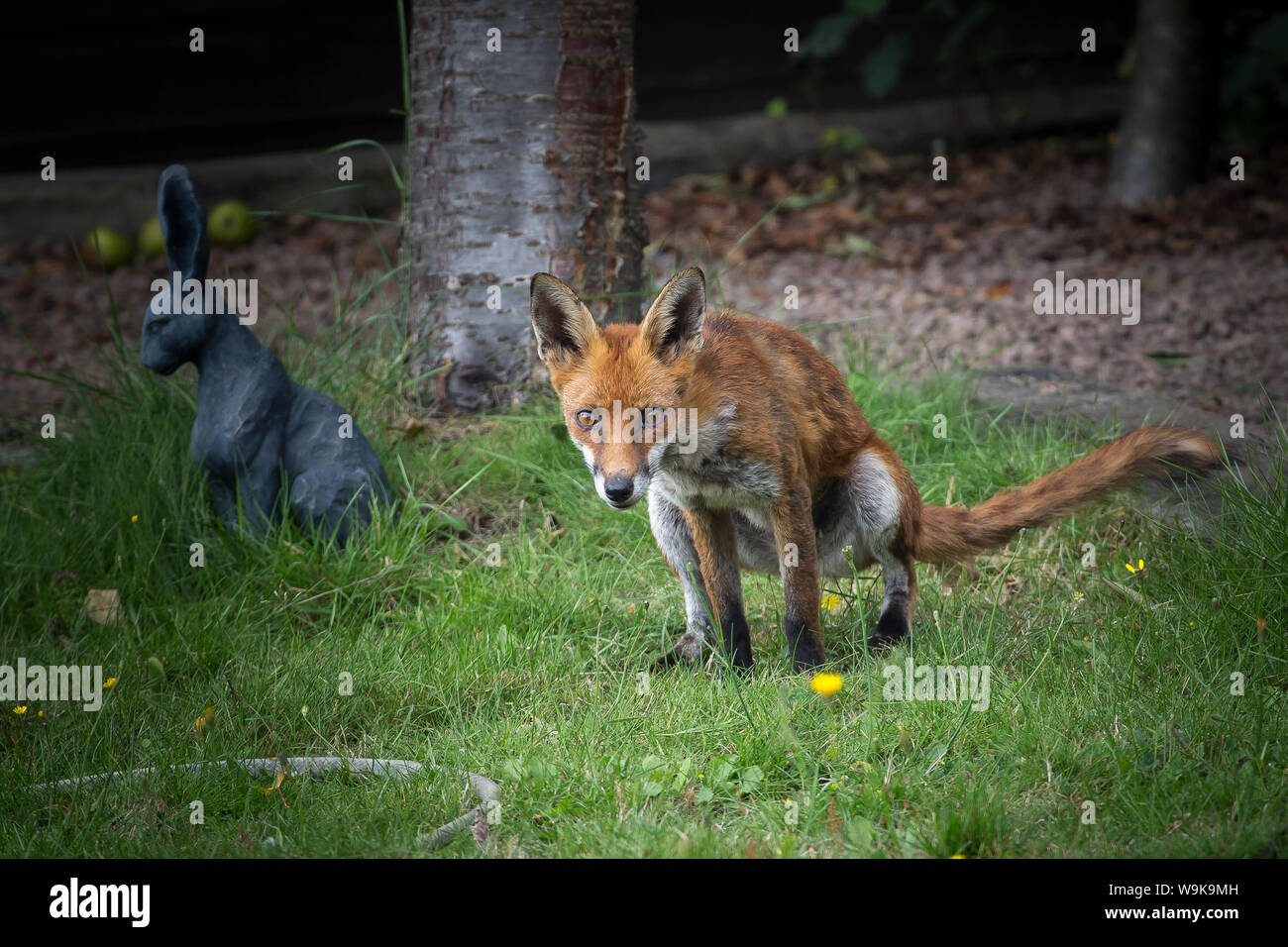 Front view of wild, urban female red fox (Vulpes vulpes UK) isolated