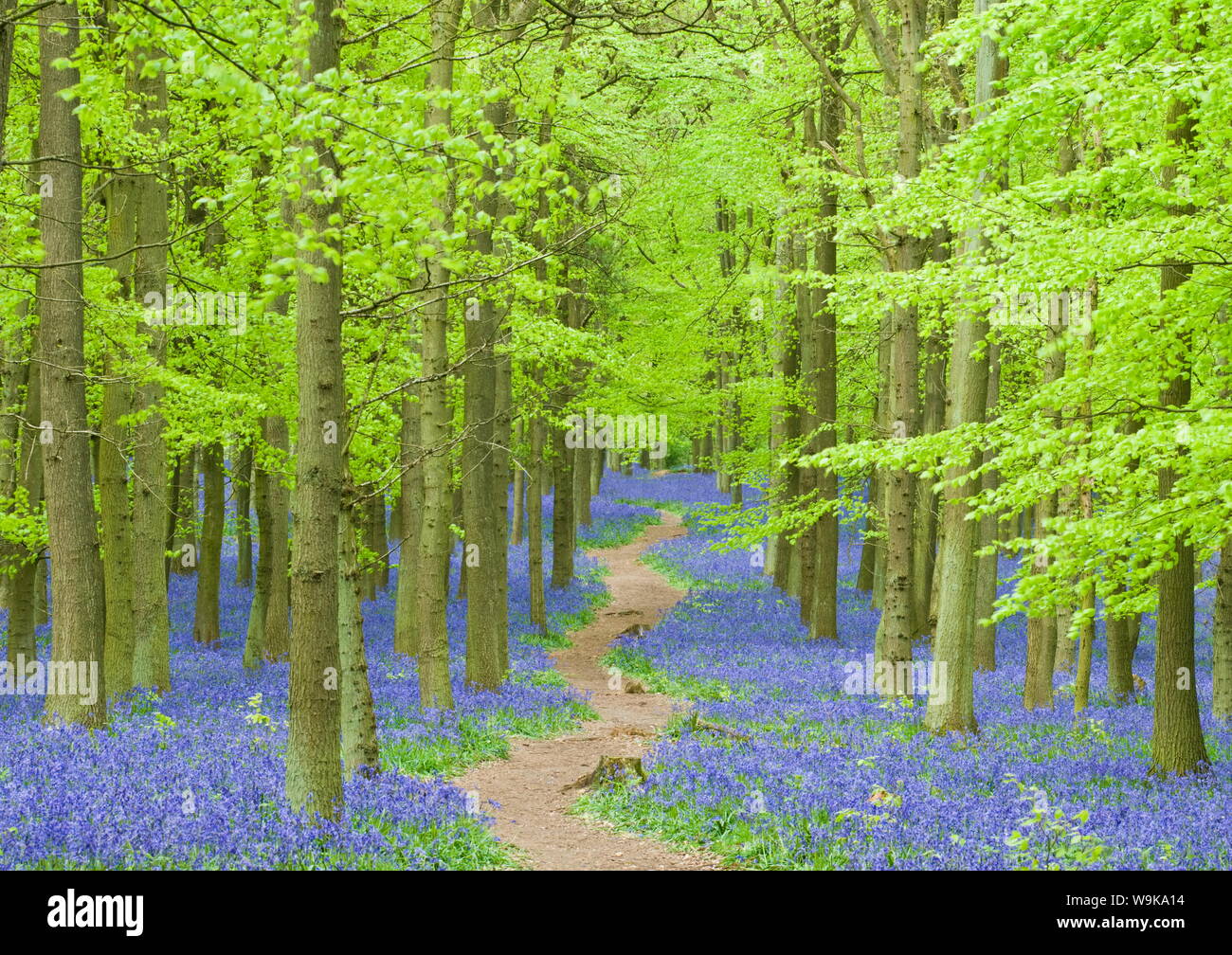 Spring bluebells in beech woodland, Dockey Woods, Buckinghamshire, England, United Kingdom, Europe Stock Photo