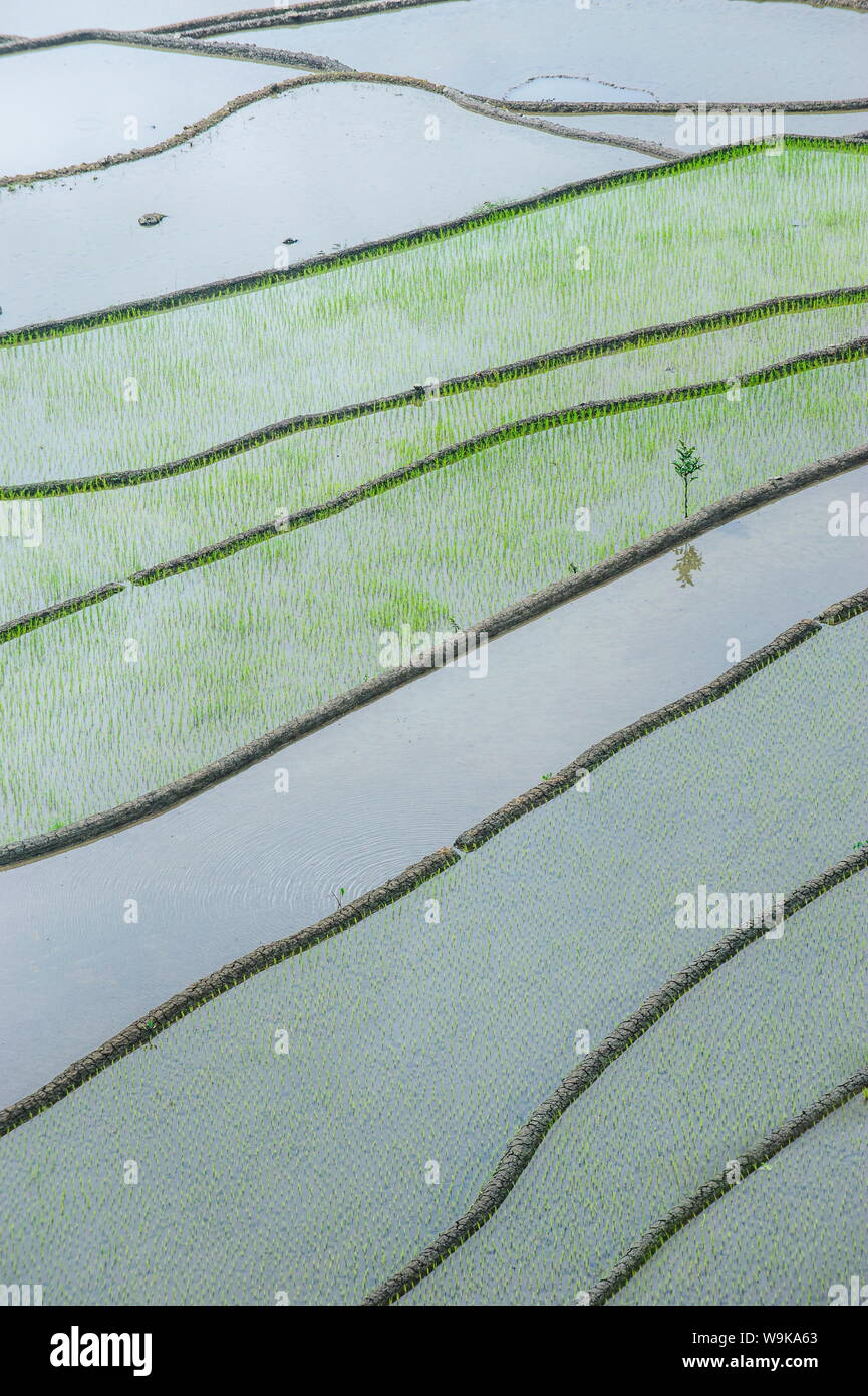 The rice terraces of Banaue, UNESCO World Heritage Site, Northern Luzon, Philippines, Southeast Asia, Asia Stock Photo