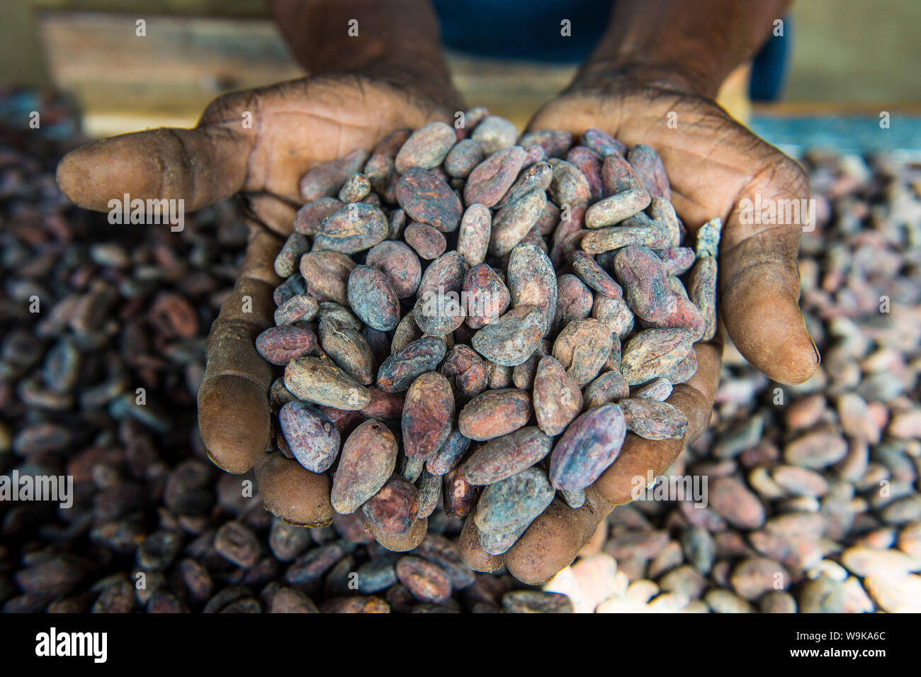 Woman holding cocoa beans in ther hands, Cocoa plantation Roca Aguaize, East coast of Sao Tome