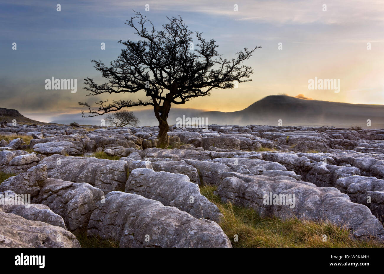 Ingleborough and hawthorn tree at dawn from Twistleton Scars in the Yorkshire Dales, Yorkshire, England, United Kingdom, Europe Stock Photo