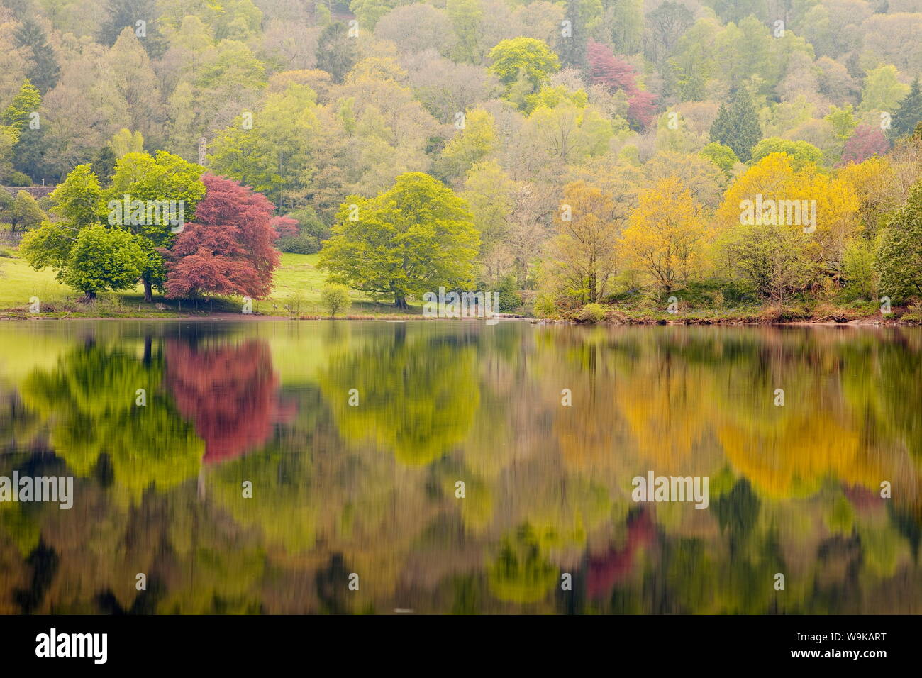 Trees reflected in the still waters of Grasmere in the Lake District National Park, Cumbria, England, United Kingdom, Europe Stock Photo