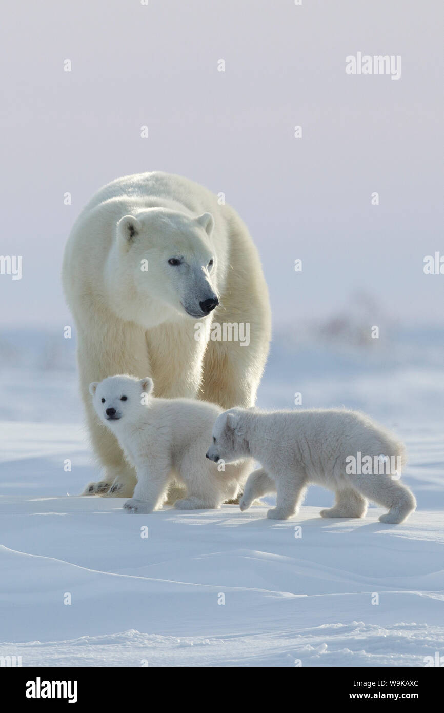 Polar bear (Ursus maritimus) and cubs, Wapusk National Park, Churchill, Hudson Bay, Manitoba, Canada, North America Stock Photo