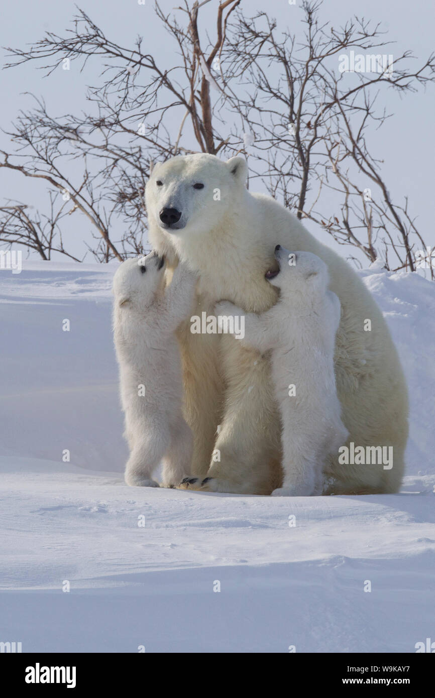 Polar bear (Ursus maritimus) and cubs, Wapusk National Park, Churchill, Hudson Bay, Manitoba, Canada, North America Stock Photo