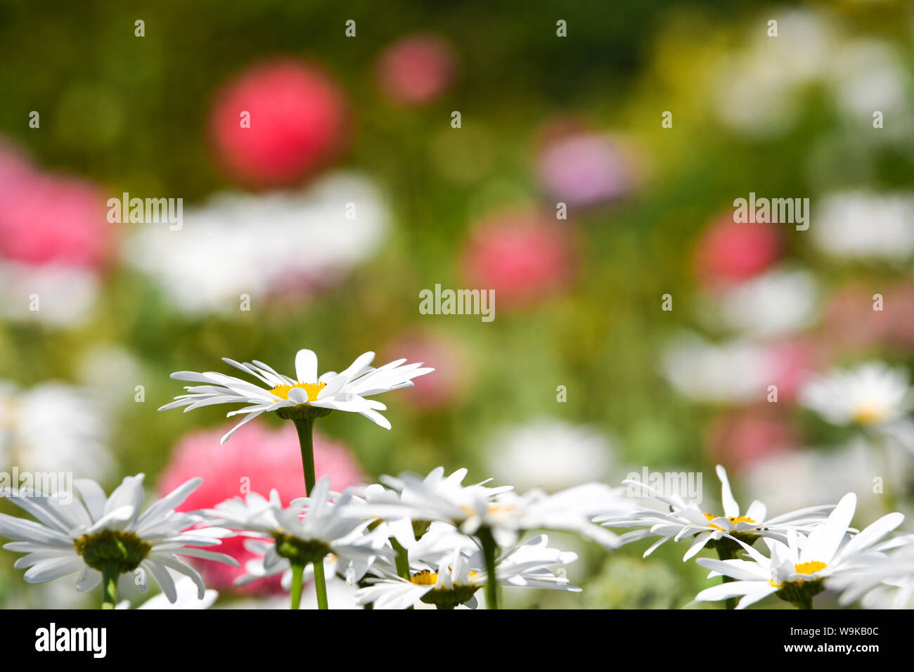 Wildflowers in full bloom hi-res stock photography and images - Alamy