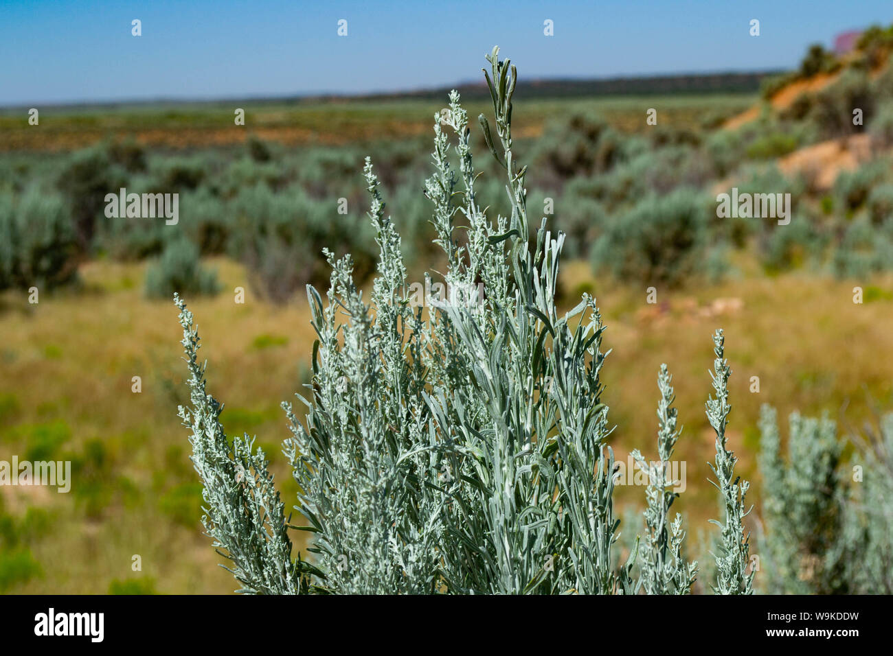 closeup of desert sagebrush Stock Photo