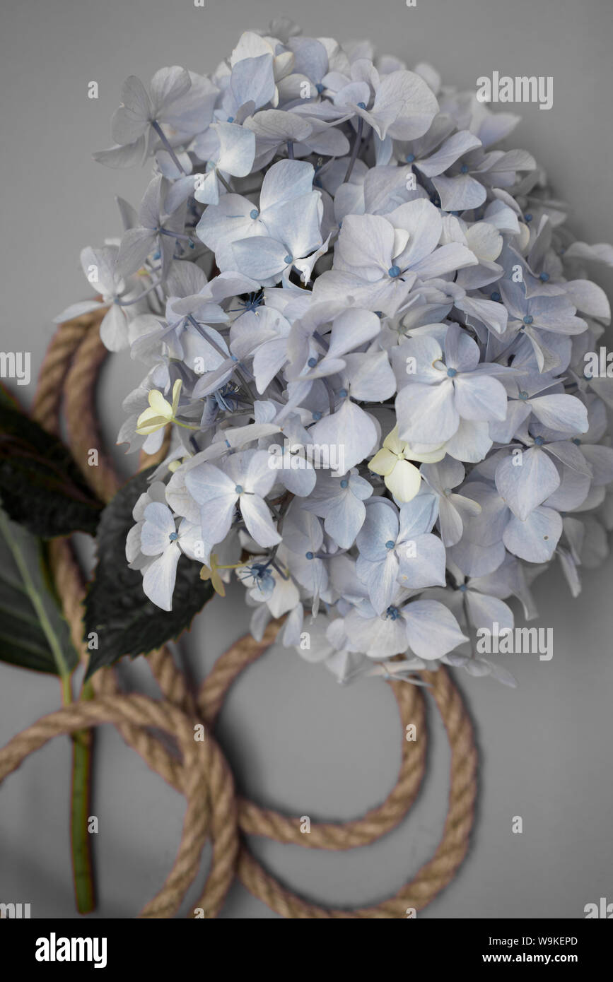 hydrangea flower head on with a twine rope looped round it. metaphor, symbol, book cover concept idea. Stock Photo