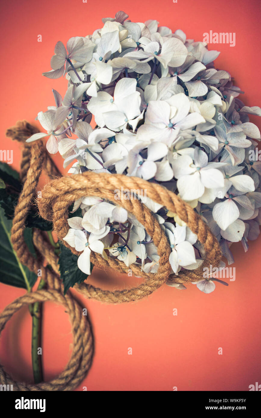 hydrangea flower head on with a twine rope looped round it. metaphor, symbol, book cover concept idea. Stock Photo