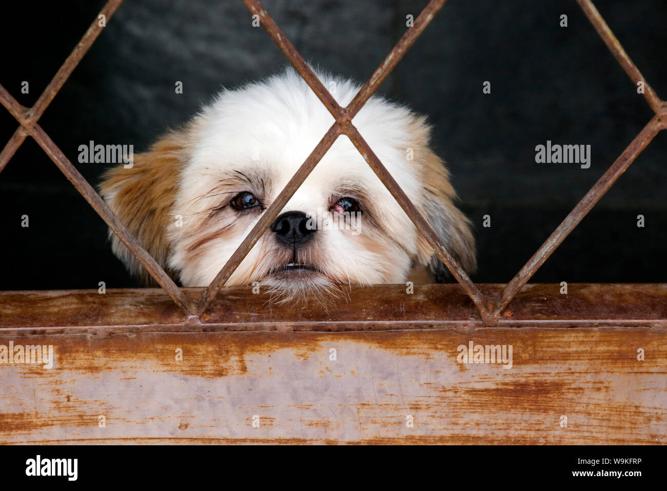 https://c8.alamy.com/comp/W9KFRP/little-sad-shih-tzu-puppy-looking-at-camera-young-puppy-dog-looking-from-the-door-W9KFRP.jpg