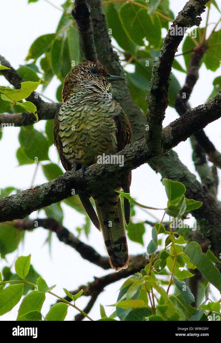 Males stunningly beautiful hi-res stock photography and images - Alamy
