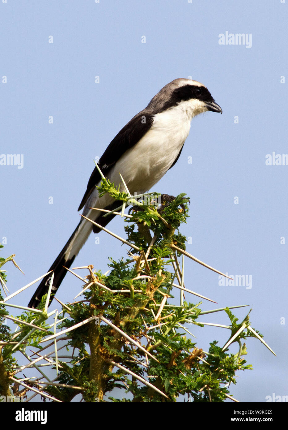 The Grey-backed Fiscal is a bird of the Western Rift Valley preferring open acacia savanna. They are usually seen perched on prominant branches Stock Photo