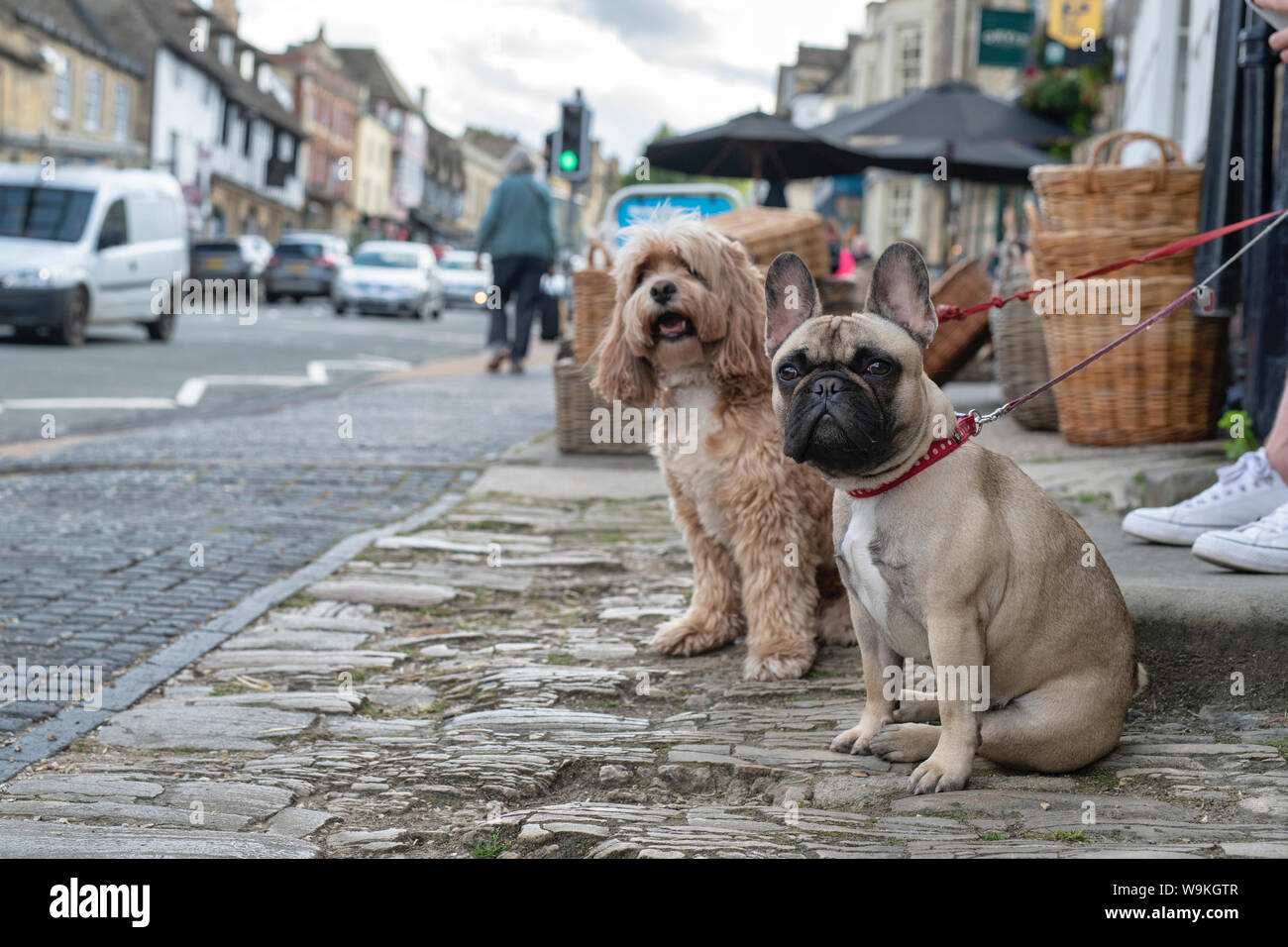 French bulldog and Cockapoo sitting on the street in Burford, Cotswolds, Oxfordshire, England Stock Photo