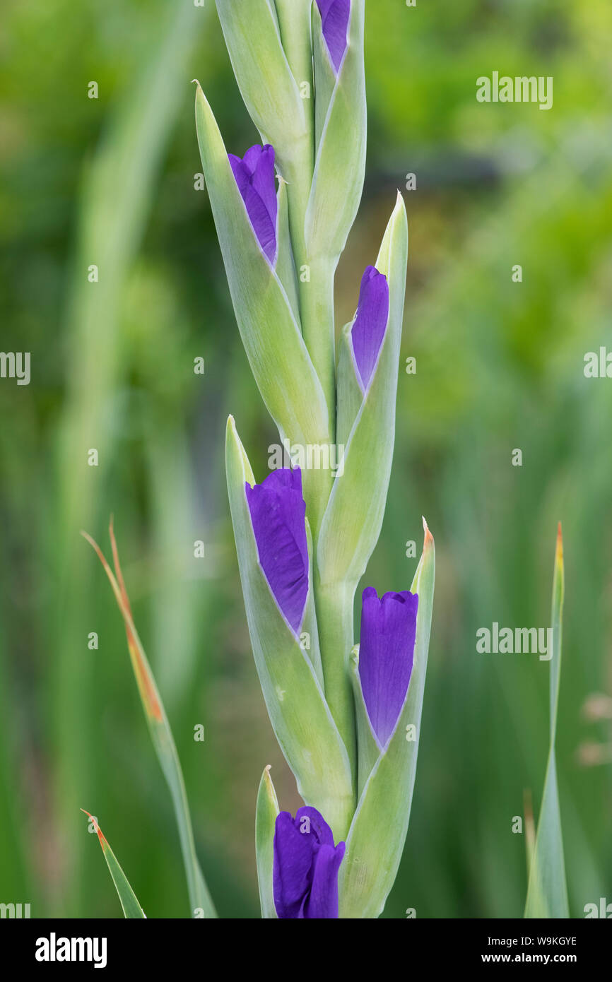 Gladiolus. Gladioli flower buds in an english garden. UK Stock Photo
