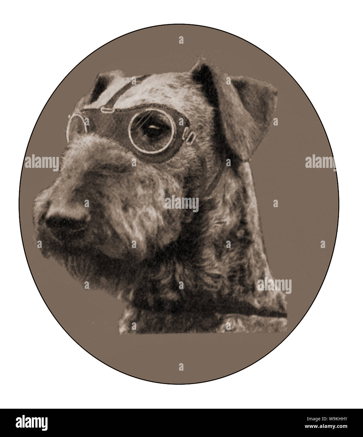 An old photograph of an English  pet wearing 'Doggy Goggles', designed for wearing when accompanying their owner in early open topped motor cars to prevent wind blowing on their eyes Stock Photo