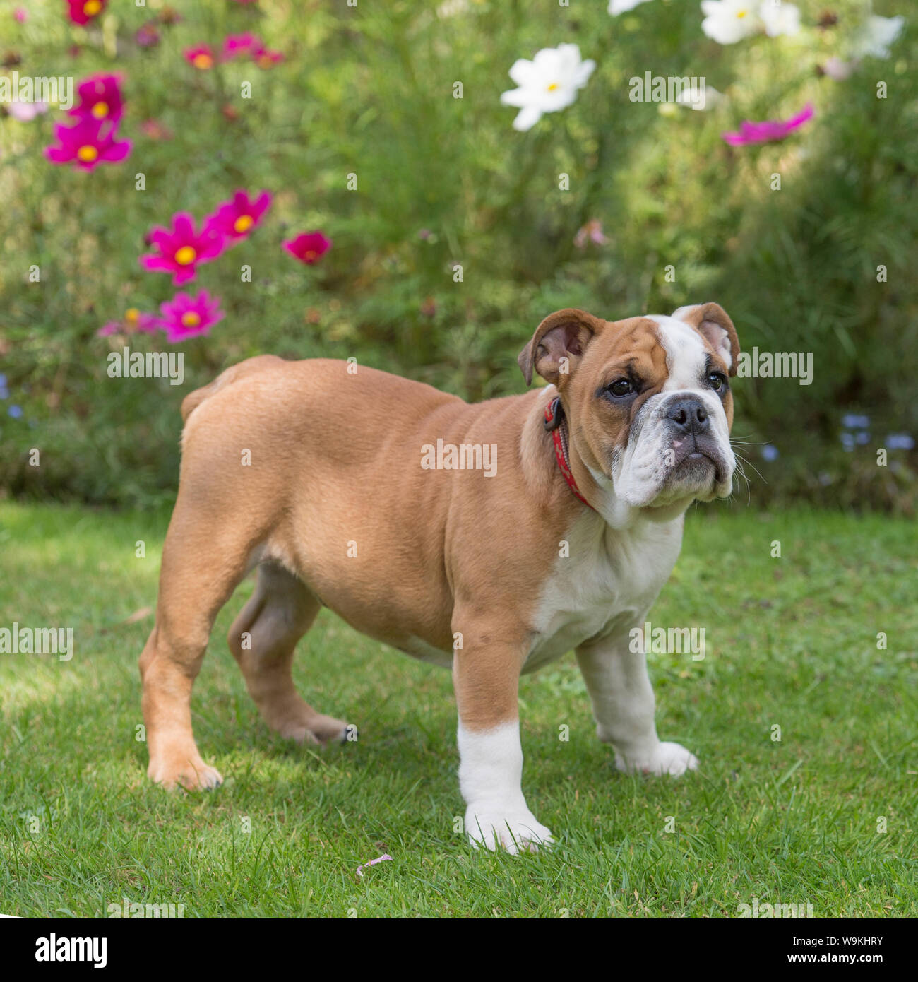 Bitvch hi-res stock photography and images - Alamy
