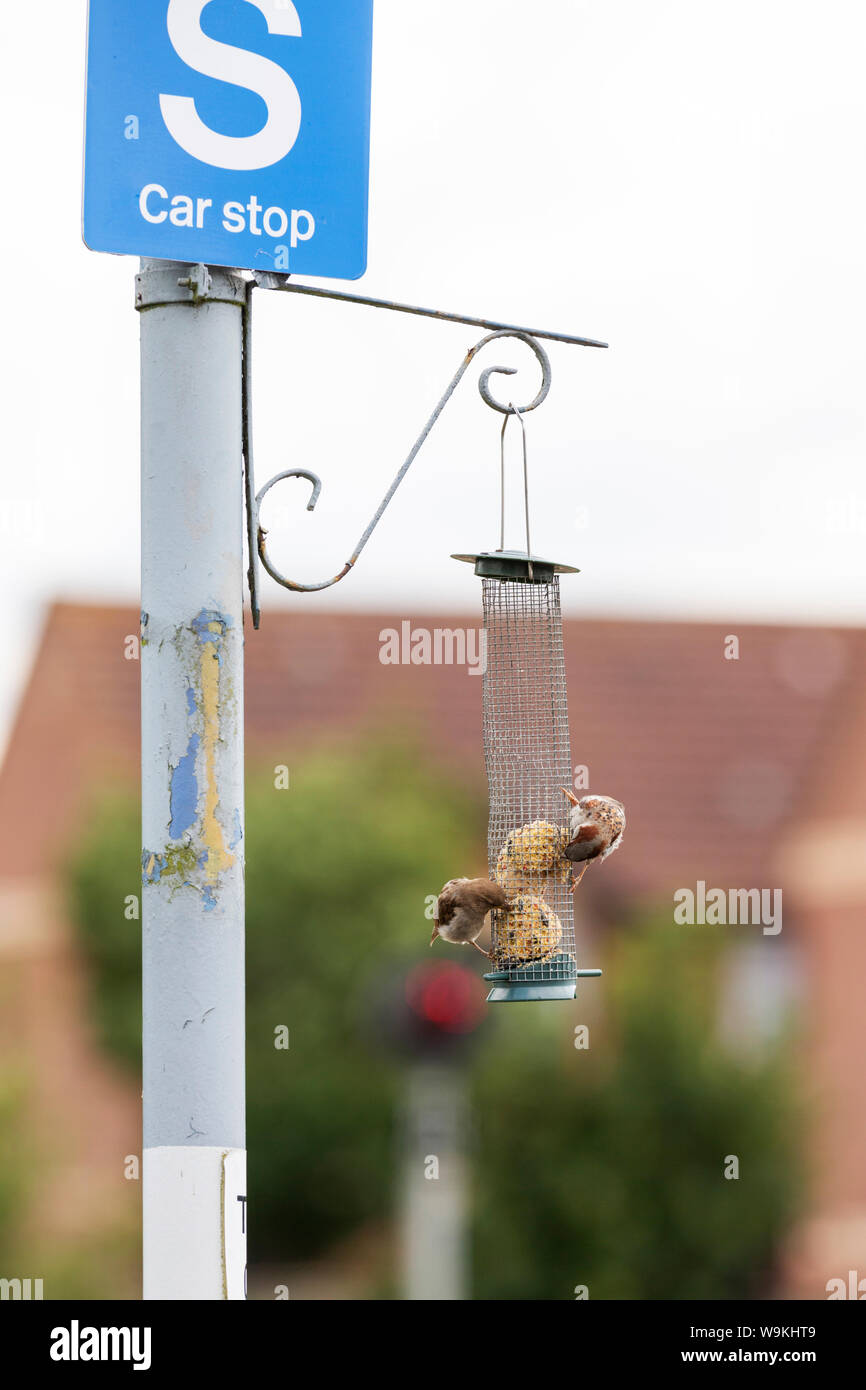 Birds Feeding On Bird Feeder At Thetford Train Station Platform
