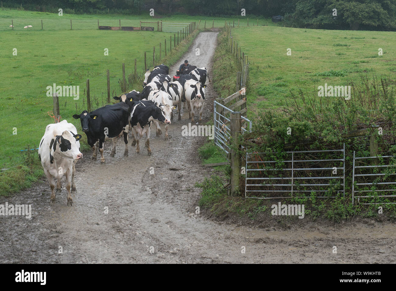 farmer bringing in his cows Stock Photo