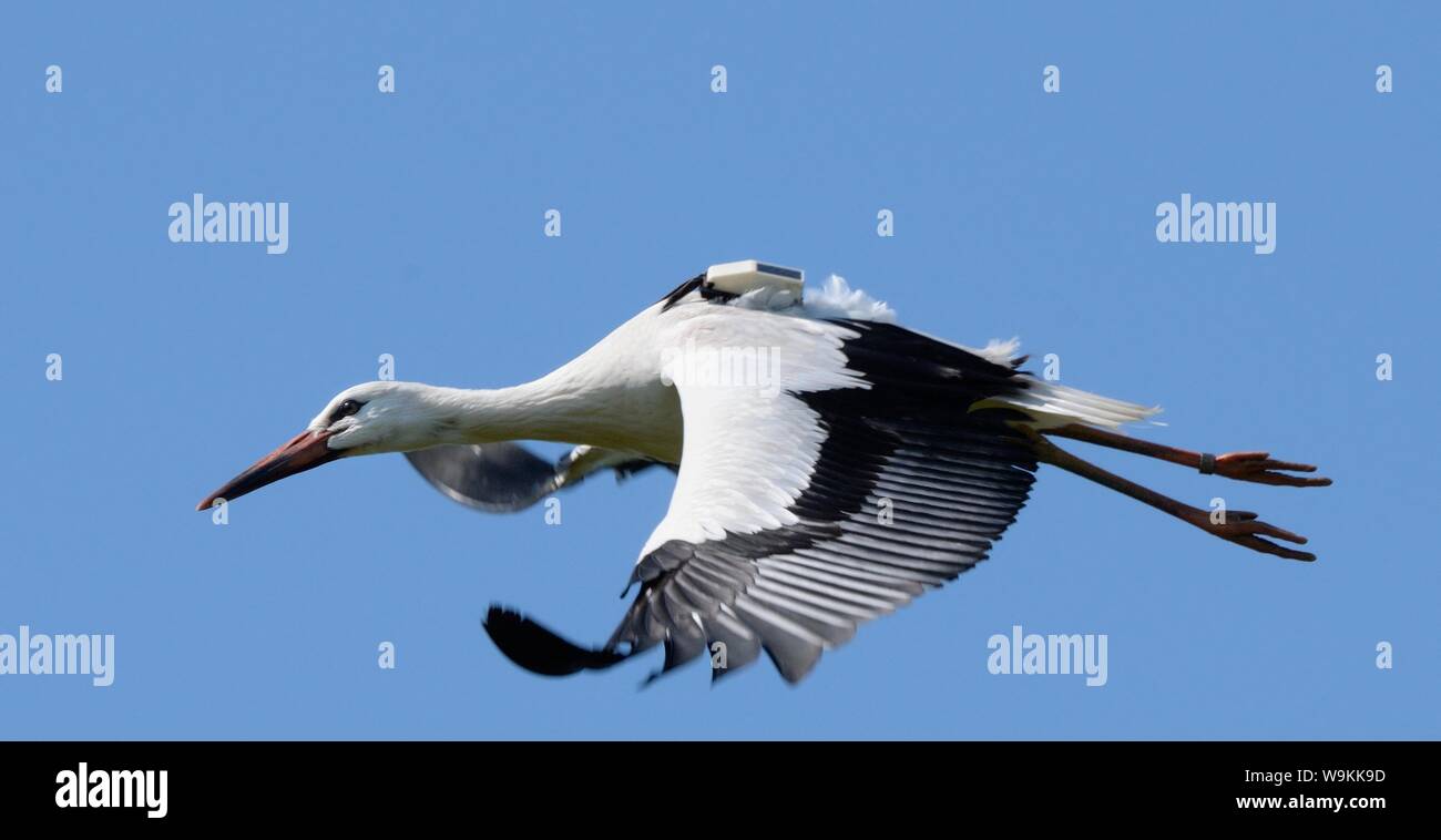 Captive reared juvenile White stork (Ciconia ciconia) with a GPS tracker on its back in flight over the Knepp Estate soon after release, Sussex, UK, A Stock Photo