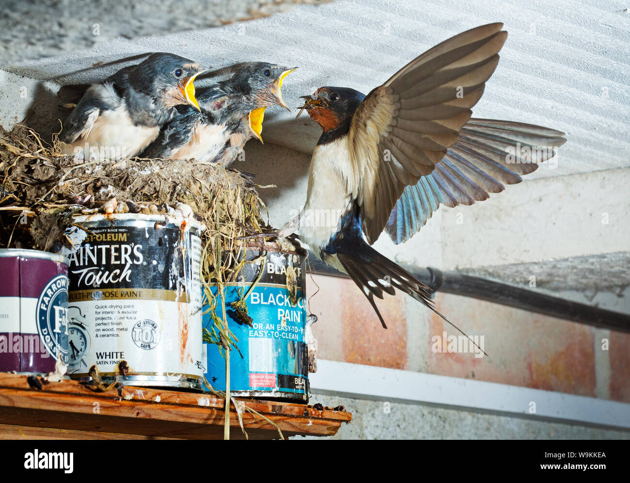 Barn swallow flight hi-res stock photography and images - Alamy