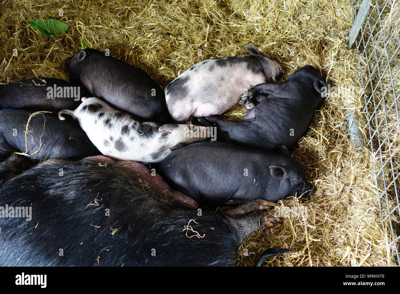 A litter of young piglets asleep on a bed of straw in a pen Stock Photo