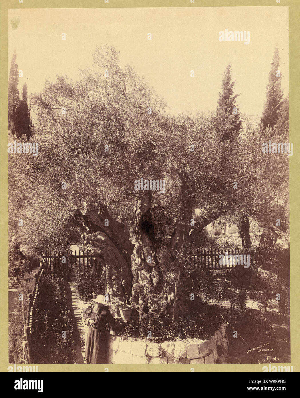 Ancient olive trees cared for by Franciscan monks, Palestine, Jerusalem, Garden of Gethsemane / American Colony, Jerusalem. Stock Photo