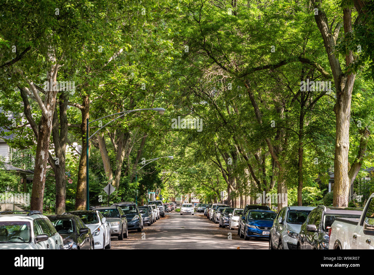 Tree lined street in the Lakewood Balmoral neighborhood Stock Photo Alamy
