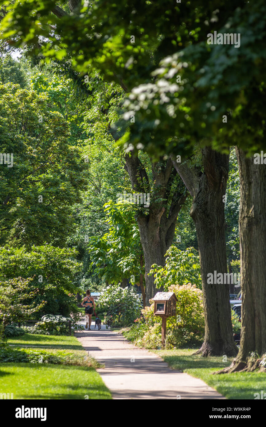 Tree lined street in the Lakewood Balmoral neighborhood Stock Photo Alamy