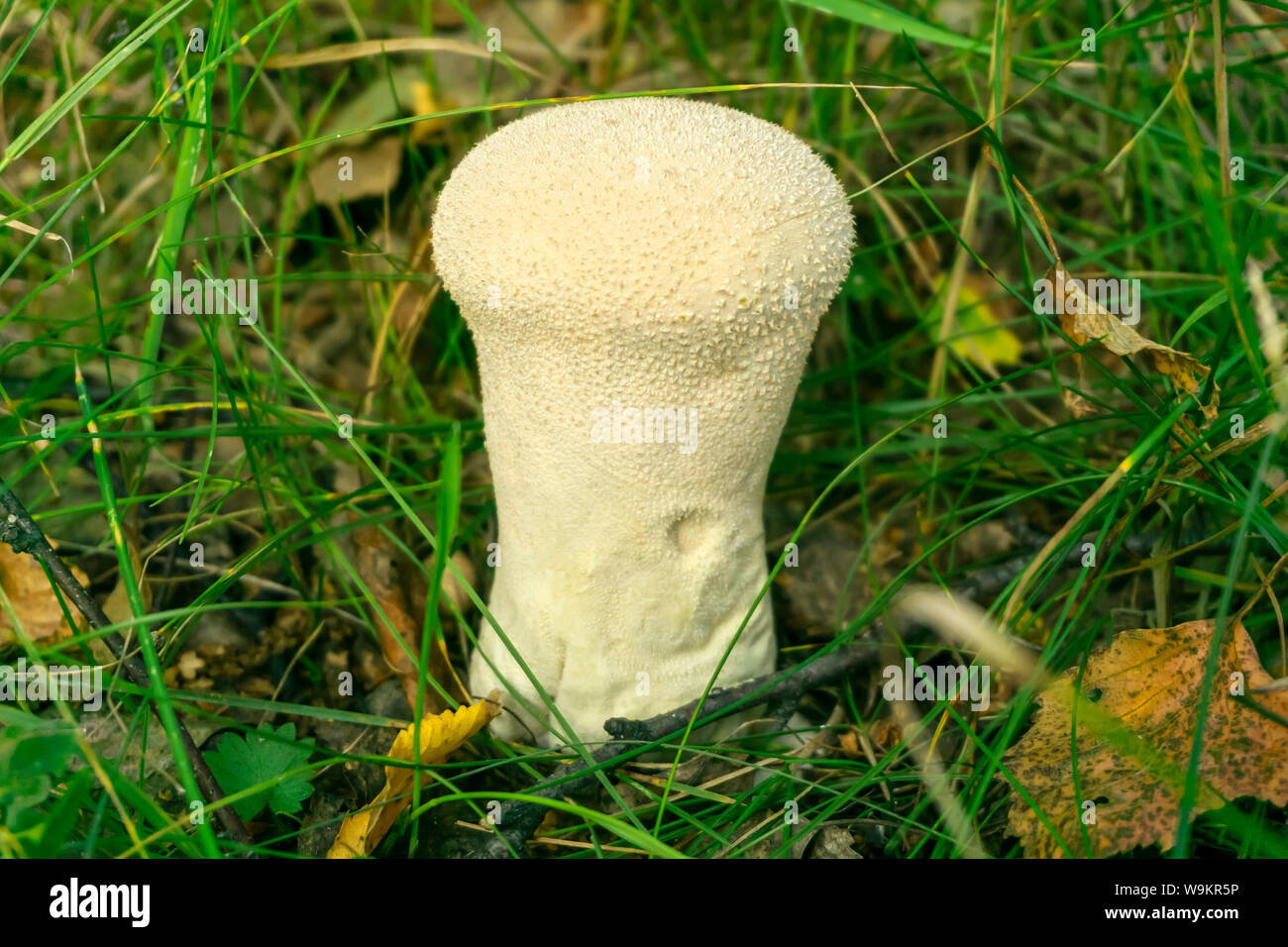 common puffball mushroom Lycoperdon perlatum closeup among the grass in the understory Stock Photo