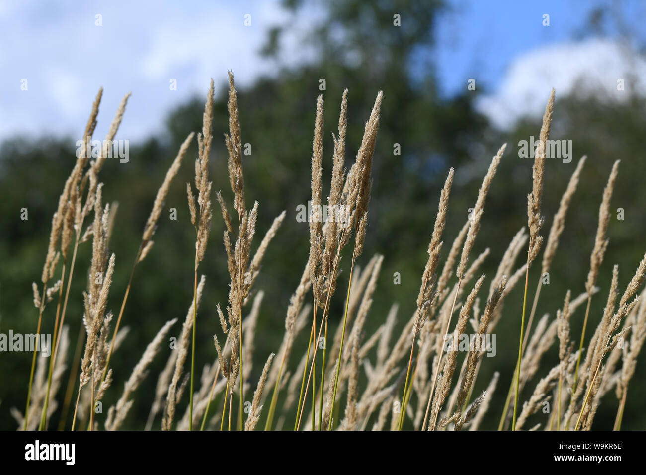 Wild grass seed heads in grass meadow Uk Stock Photo