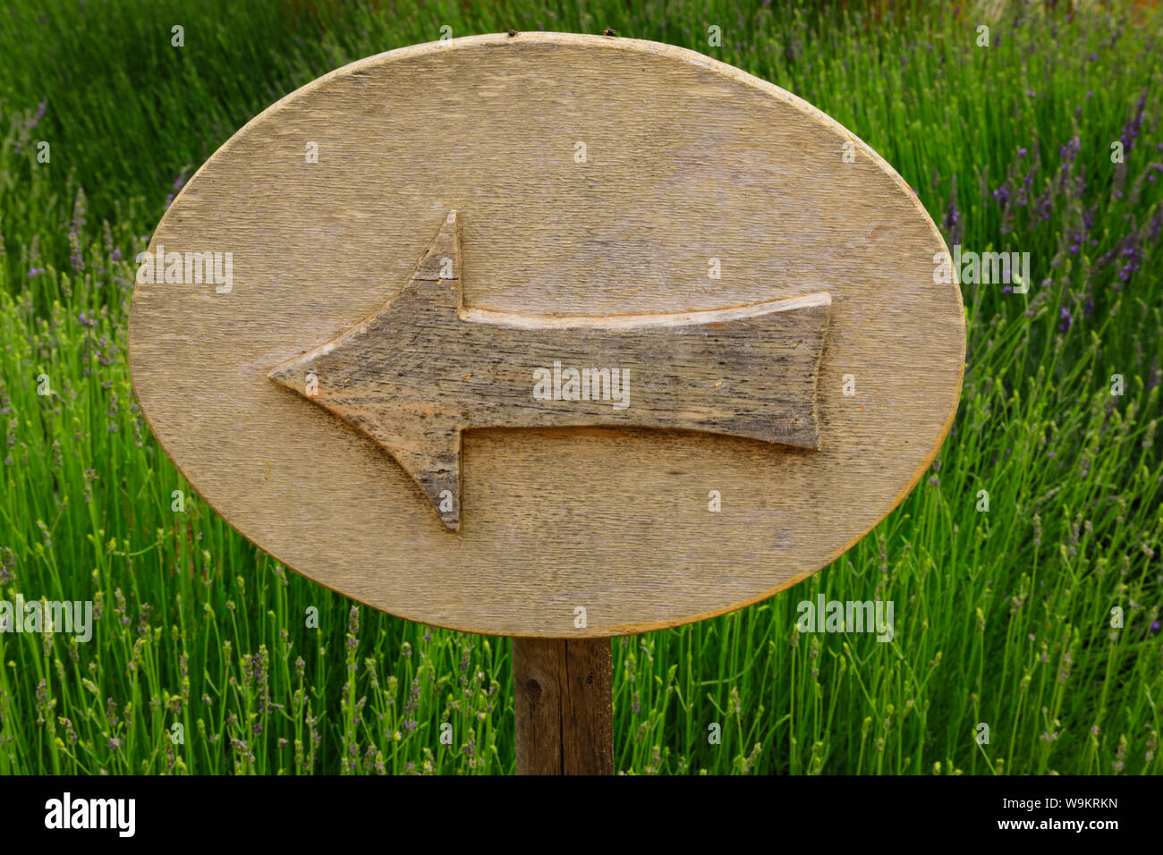 Wooden arrow sign on a post against lavender grass. Stock Photo