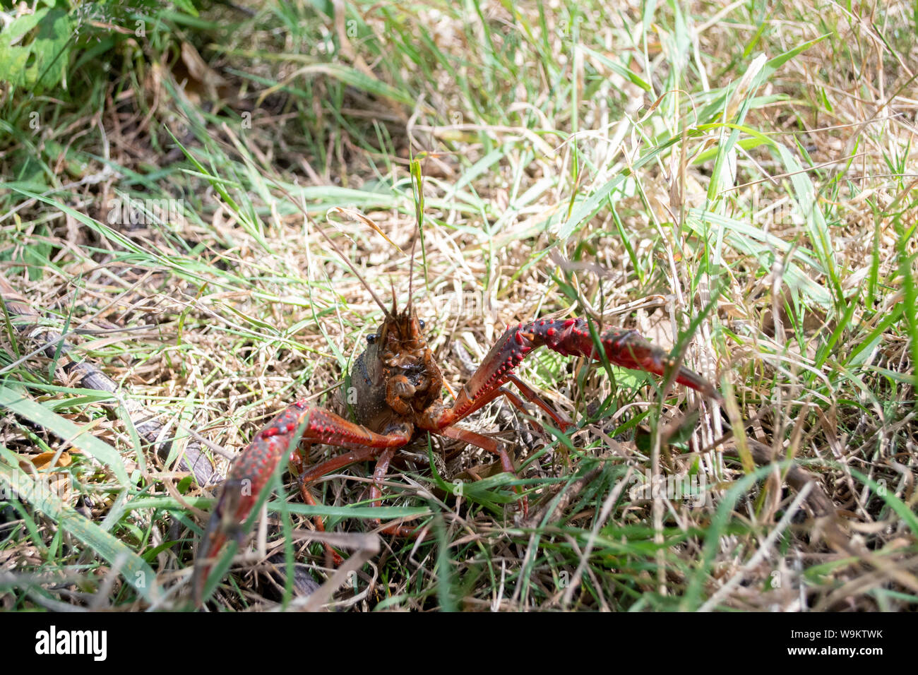 Red Swamp Crayfish, Procambarus clarkii, invasive crayfish in london, Regents Canal, August Stock Photo
