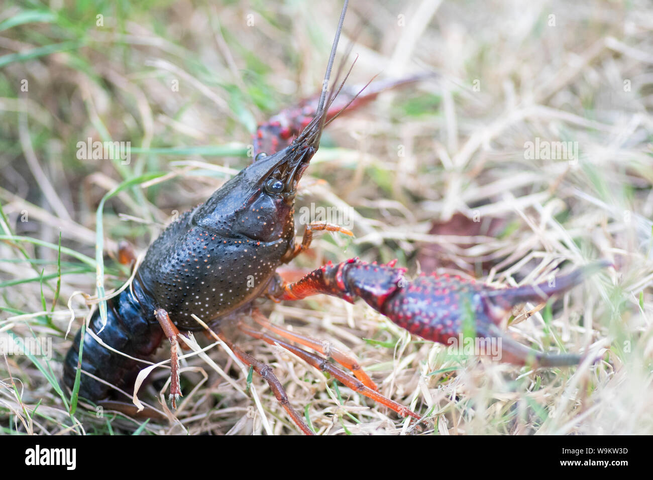 Red Swamp Crayfish, Procambarus clarkii, invasive crayfish in london, Regents Canal, August Stock Photo