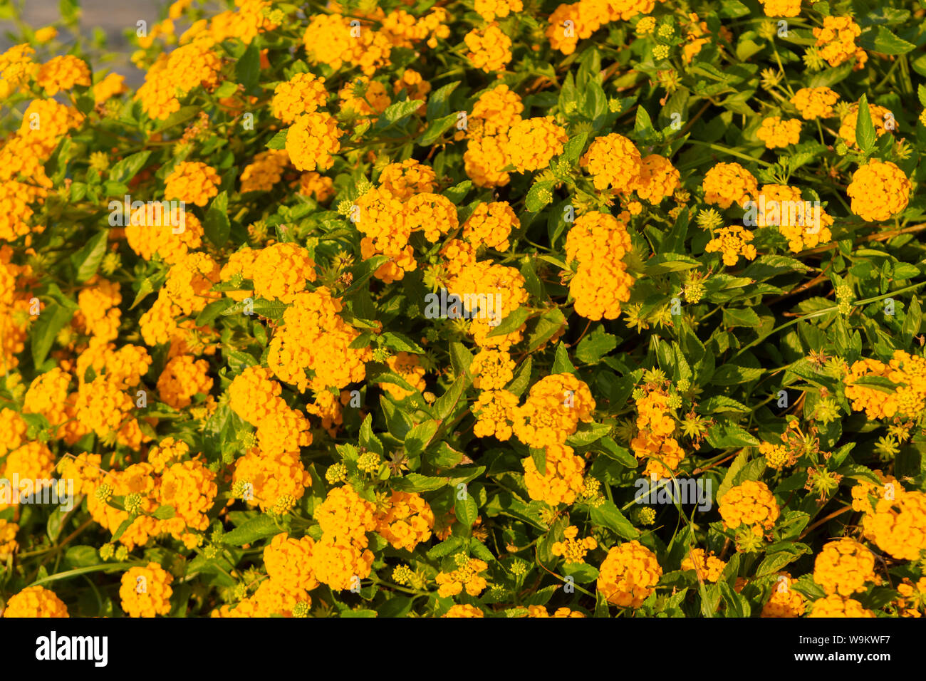 Lantana camara or big sage orange flowers close up Stock Photo