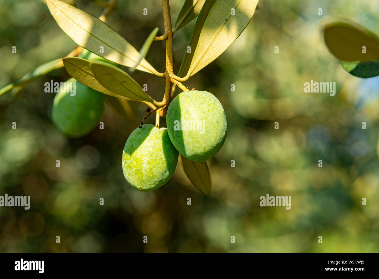 Olive tree plantation, big green olives fruits close up Stock Photo - Alamy