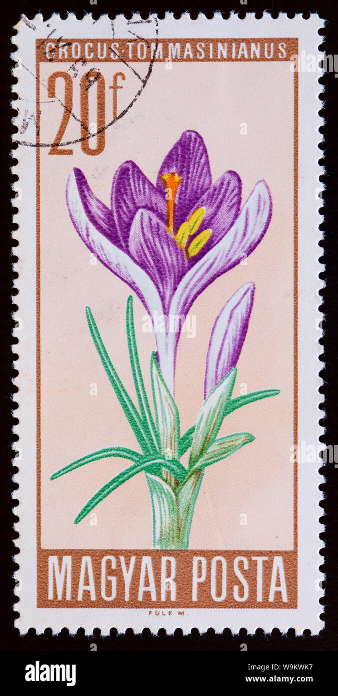 Hungary Postage Stamp - Crocus Flower Stock Photo - Alamy
