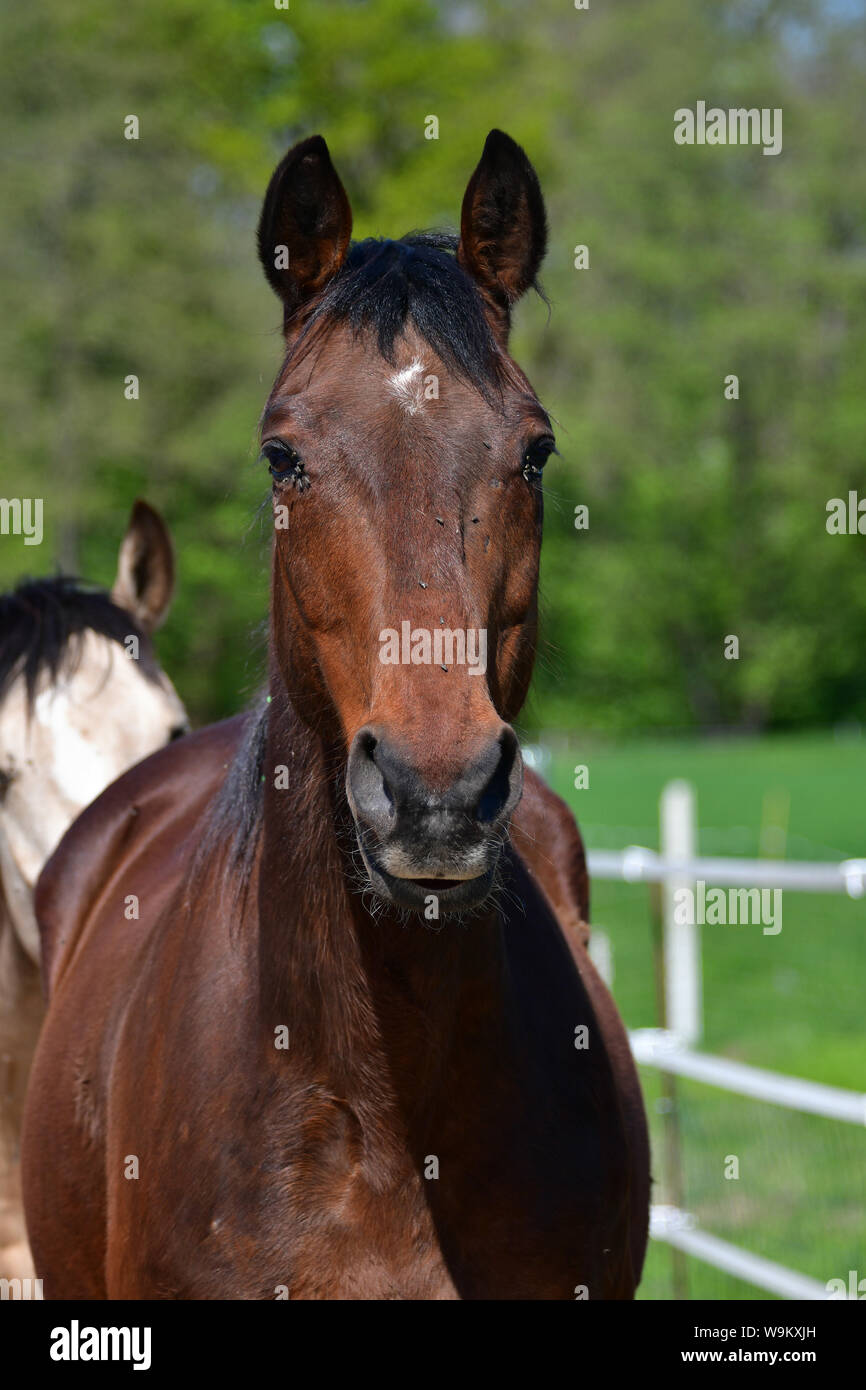 A horse in the summertime with lots of flies in its face and eyes. Stock Photo