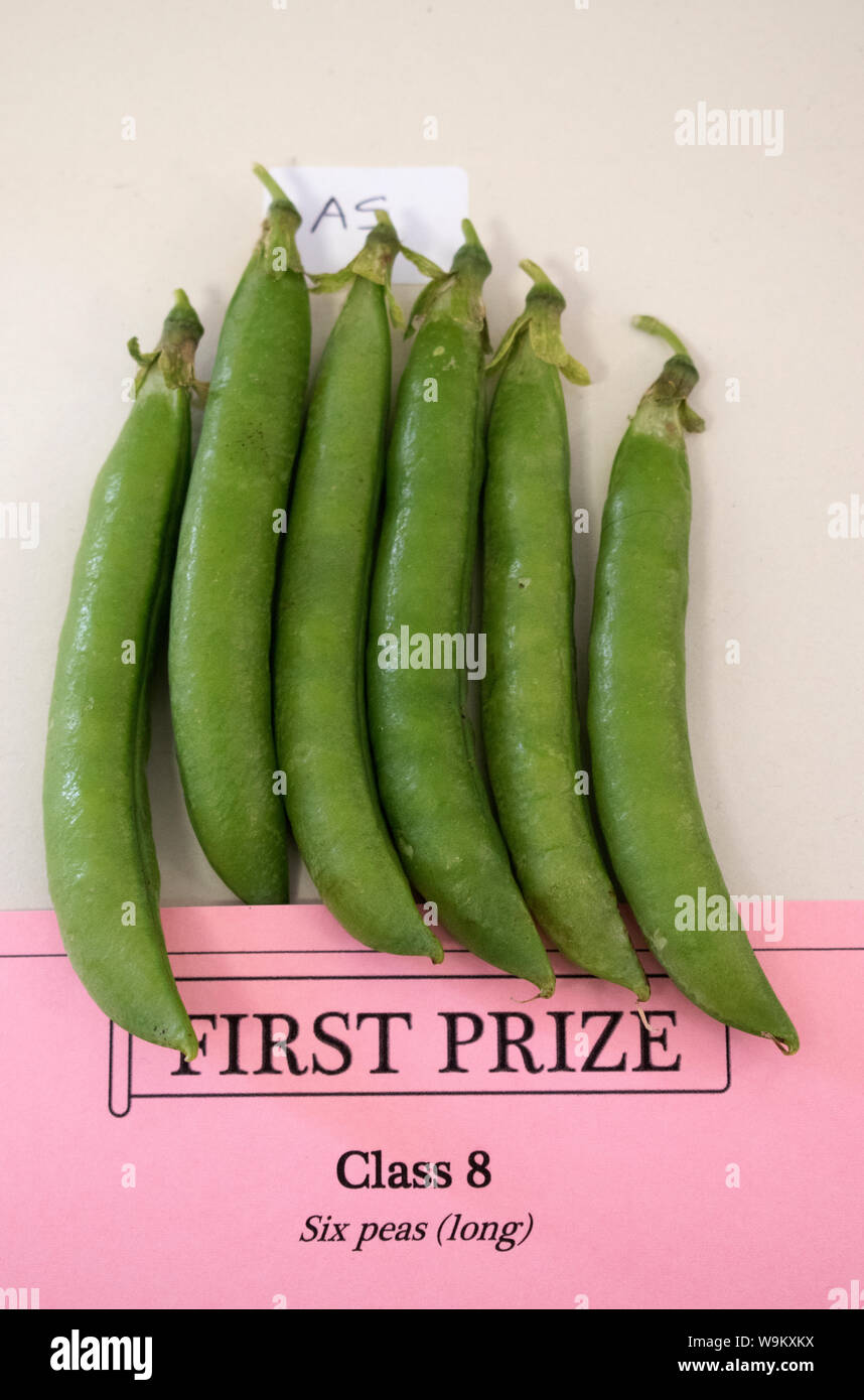 Village Produce Summer Show UK. Six Peas, first prize certificate 2019. Village hall, country life Brompton Ralph, Somerset, England 2010s HOMER SYKES Stock Photo