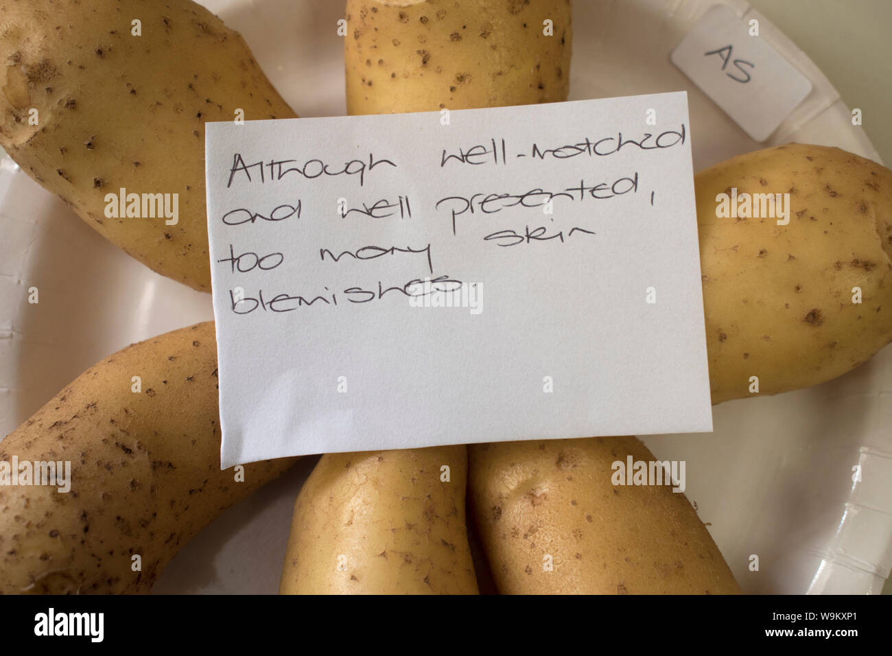 Village produce show. New home grown potatoes displayed in produce competition, notice judges view is that there are ' too many skin blemishes'. Village hall, country life  Brompton Ralph, Somerset.  2019 2010s UK England HOMER SYKES Stock Photo