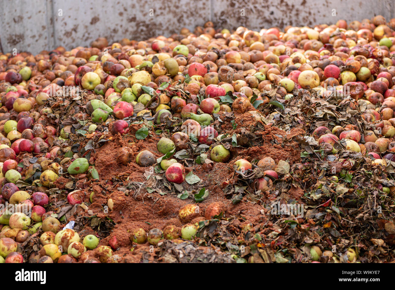 rotten and battered apples compost after harvest. Stock Photo