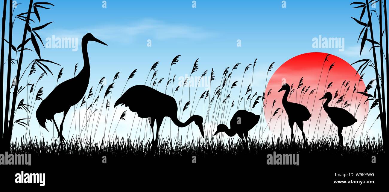 Birds cranes on sunrise background. Morning, sky, sun. Birds on a background of grass, bamboo and reeds. Evening landscape. Wildlife scene. Stock Vector