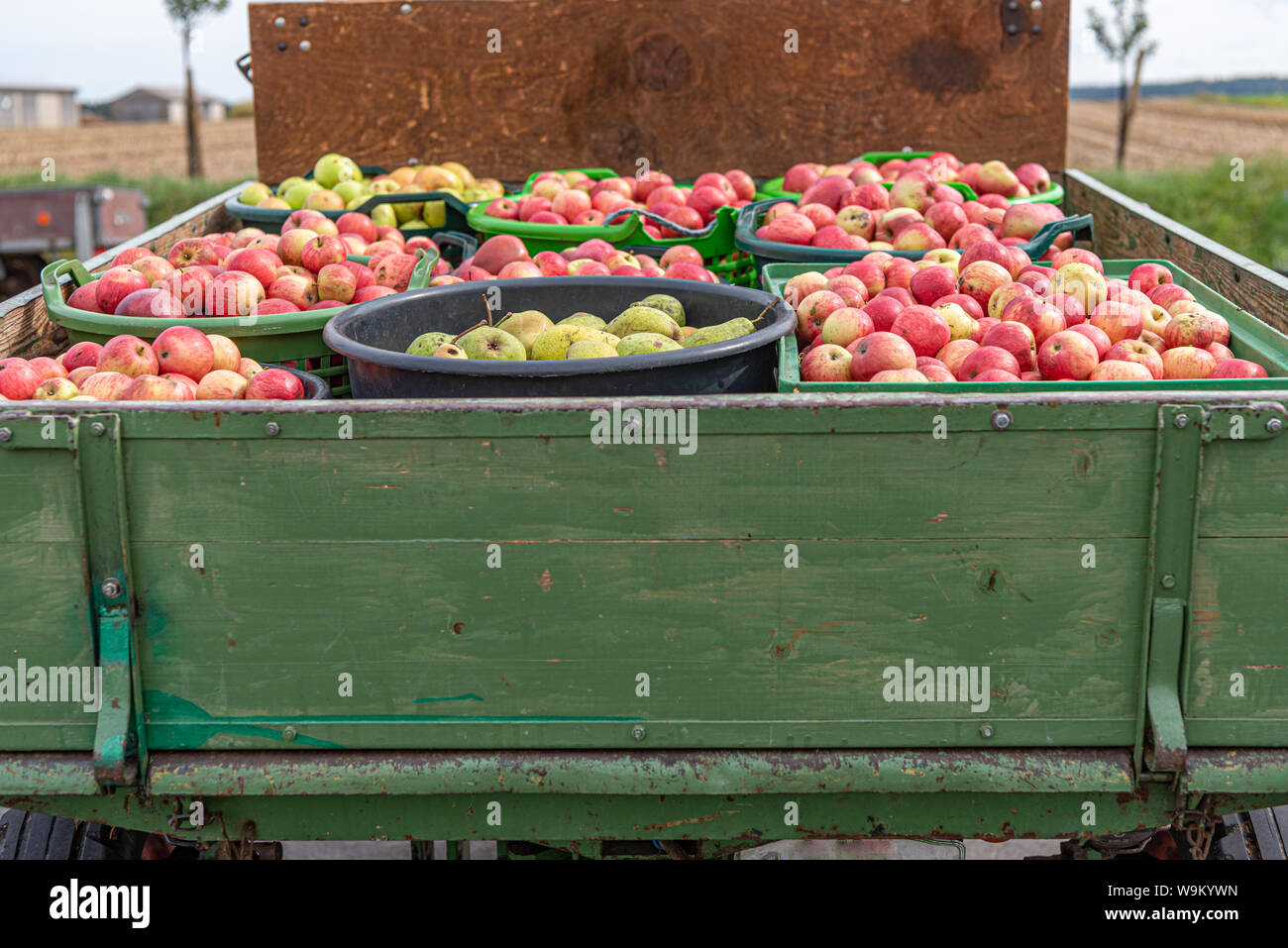 Apple and pears are transported on a front loader after harvesting in autumn. Storage in crates