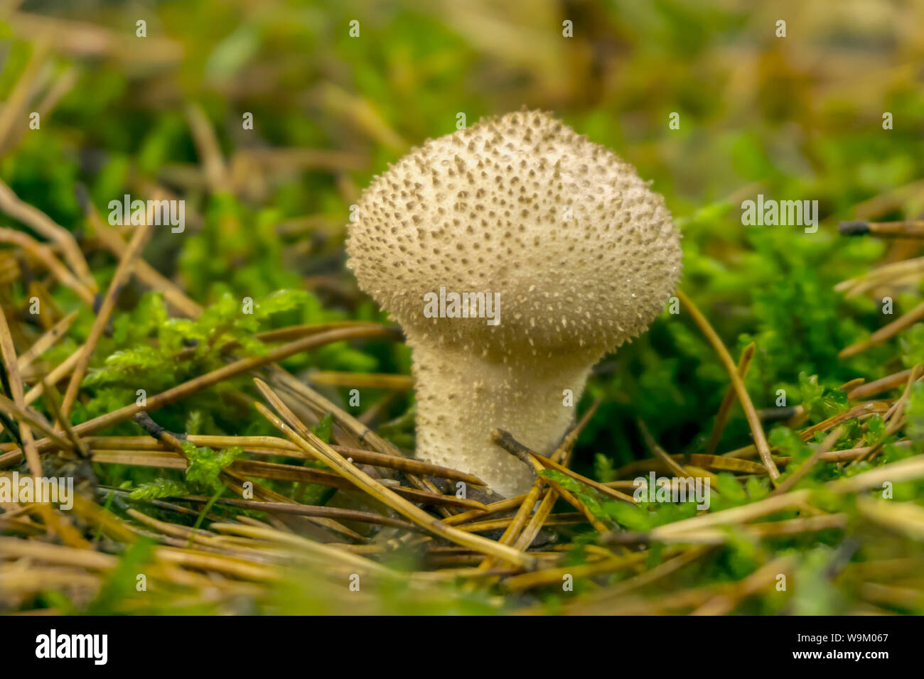 common puffball mushroom Lycoperdon perlatum closeup among fallen needles in the understory Stock Photo