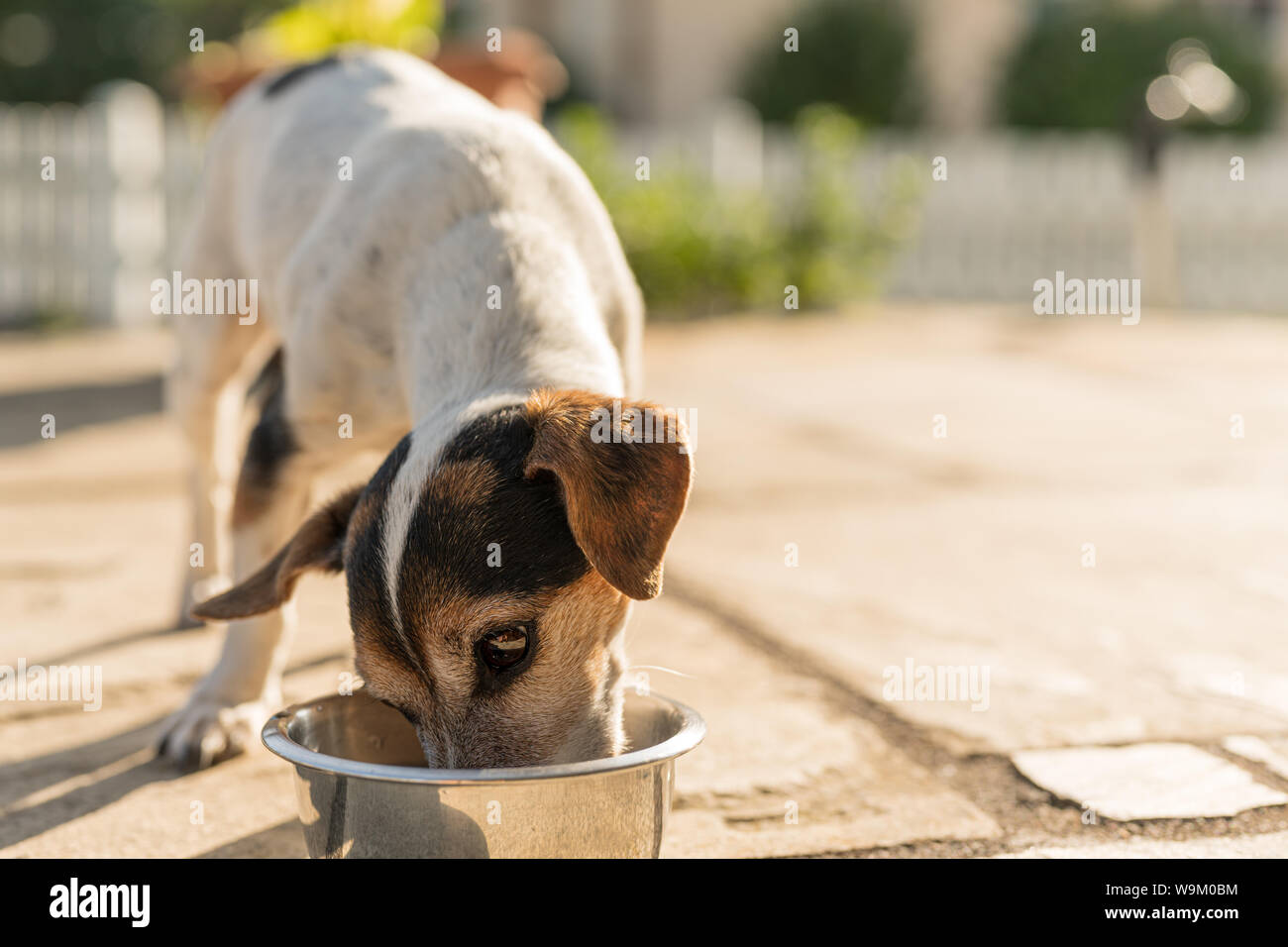 Dog is drinking water from a bowl in a hot summer Jack Russell