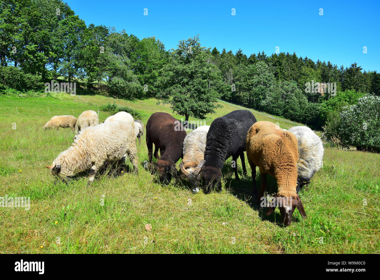 Different breeds hi-res stock photography and images - Alamy